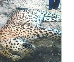 Leopard appearing in Seela 